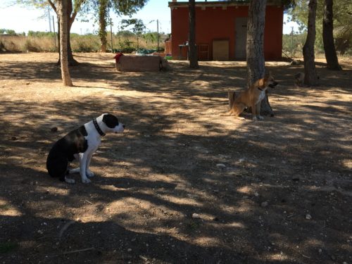 Escuela canina CANILAND - curso de educación para perros jóvenes y adultos
