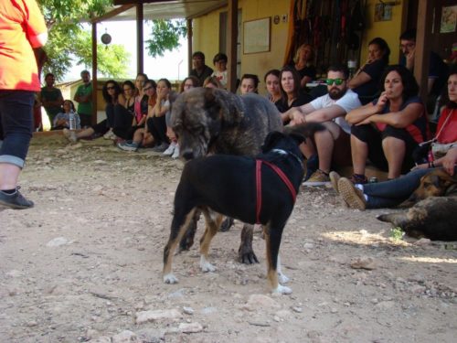 TALLER comunicación canina SPASAV, Escuela canina CANILAND, Educación y adiestramiento canino, Valencia