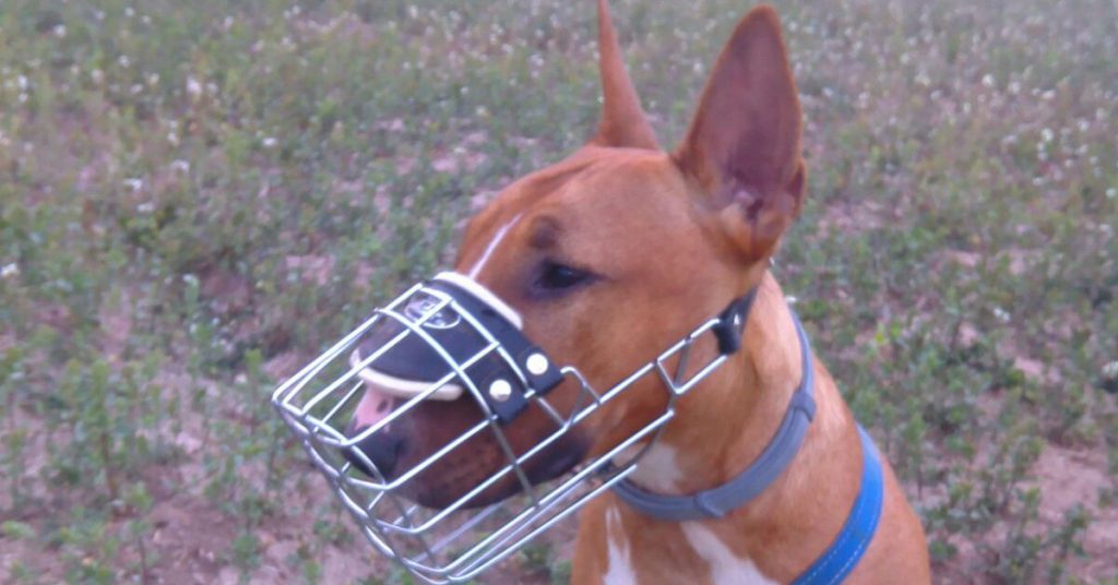 con un bozal el perro puede ladrar