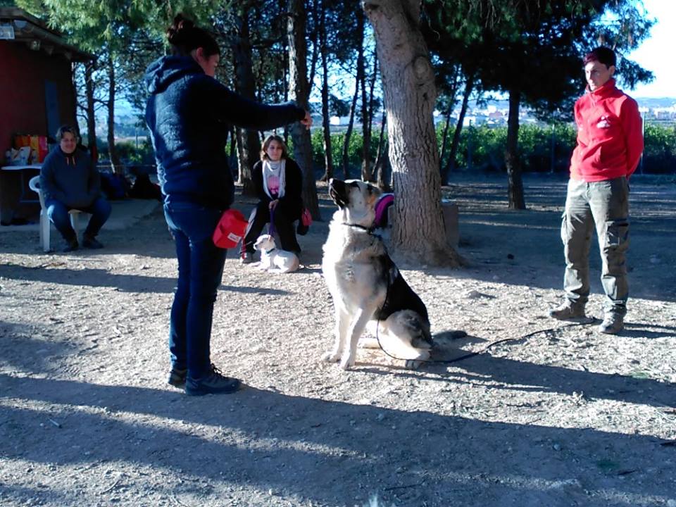 CANILAND, Educación y adiestramiento canino, Valencia